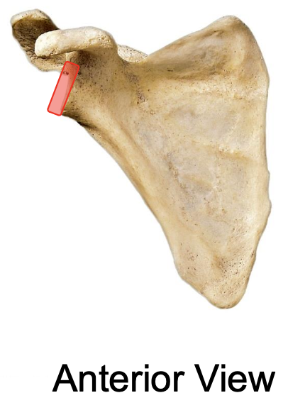 <p>anterior view of glenoid cavity of the scapula</p>