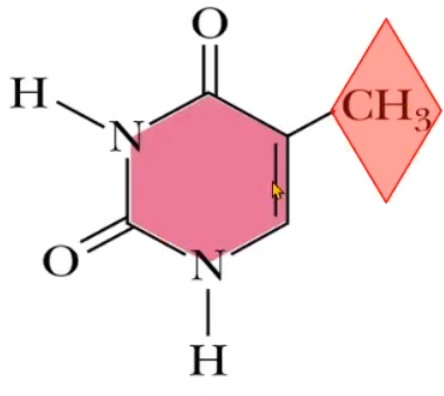 <p>This is the structure of?</p>