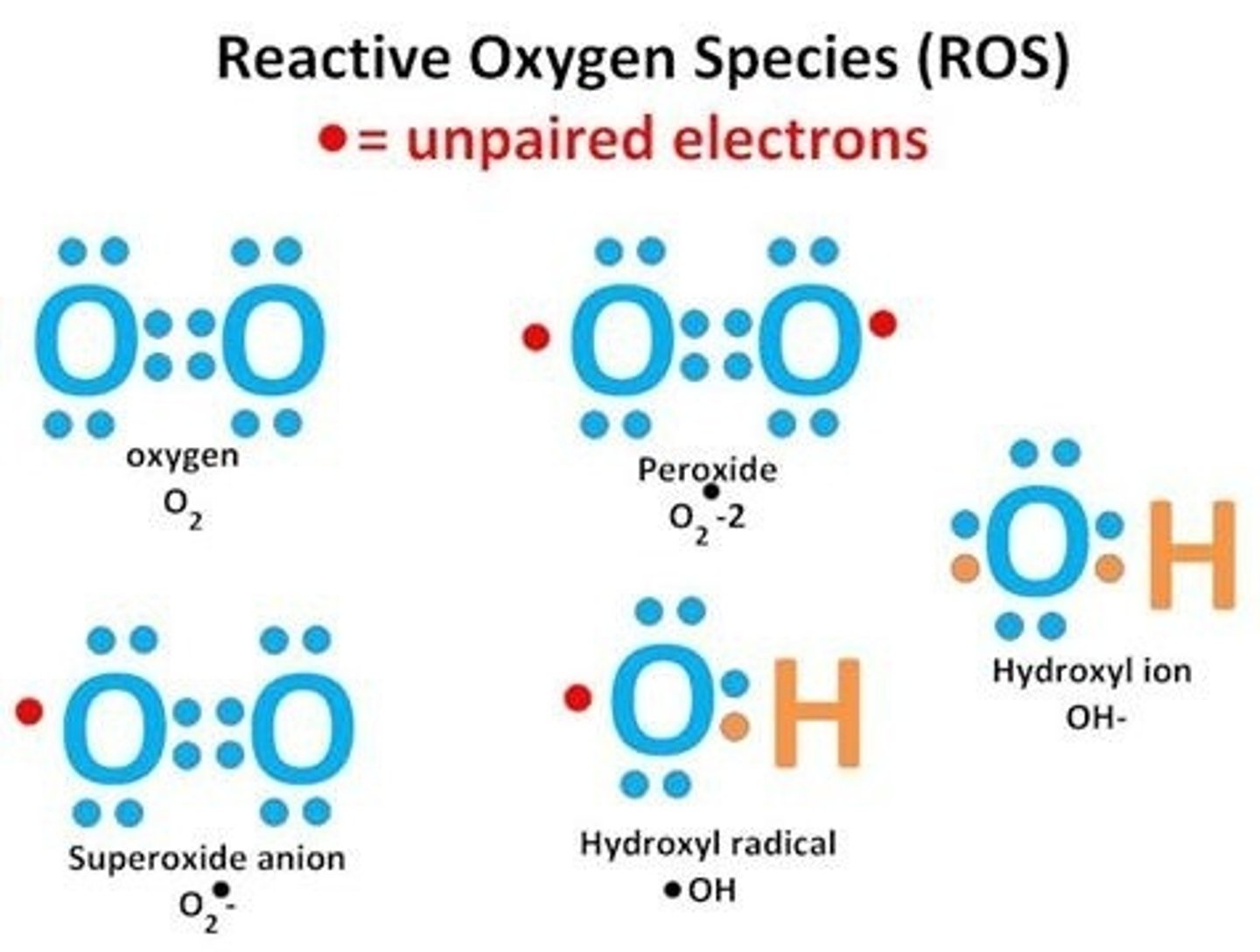 <p>(B) Reactive Oxygen Species</p><p>Active microglia will secrete ROS substances to destroy foreign cells.</p>