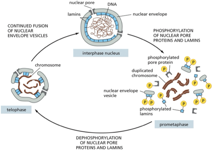 <p>Dephosphorylation</p>