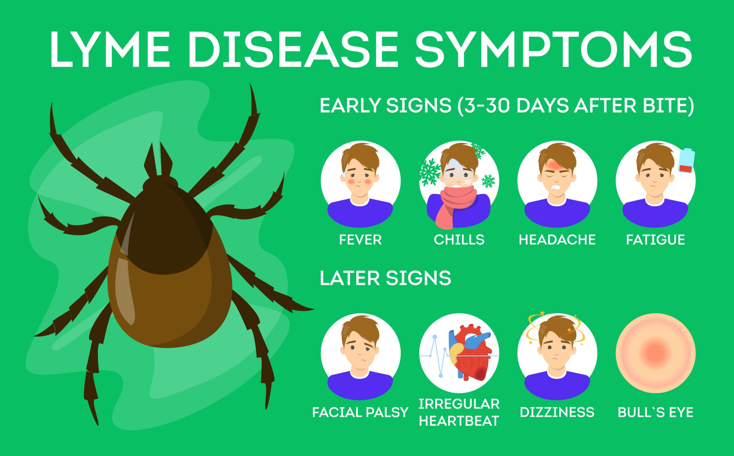 <p>Tick-borne bacterial infection that can cause joint inflammation.</p>