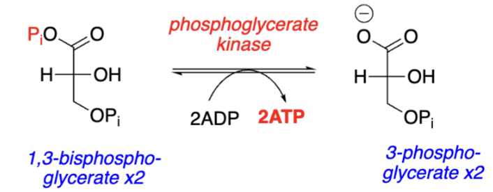 <p>Glycolysis Step 7:</p><p><span style="background-color: transparent;"><span>1,3-BPG → ______________ (phosphate __________)</span></span></p><ol><li><p><span style="background-color: transparent;"><span>1,3-BPG is a ____ energy compound (high PTE)</span></span></p></li><li><p><span style="background-color: transparent;"><span>Phosphate transferred from 1,3-BPG → ___ to generate ATP (2 total) and give 3-phosphoglycerate (______________________)</span></span></p></li><li><p><span style="background-color: transparent;"><span>_________; catalyzed by ___________________</span></span></p></li></ol><p></p>