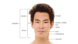 <p>bottom part of head </p>