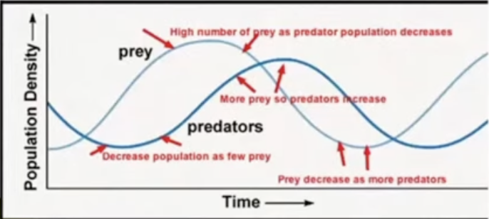 <p>predator benefits (+) while prey is harmed (-) and the predator is always in a higher trophic level. usually there is more prey than predator</p>