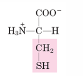 <p>C</p>