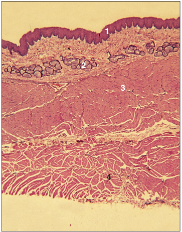 <p>Identify the structure:</p><p>Specie:</p><p>Parts:</p><p>1.__ 2.__ 3.__ 4.__ </p><p>Stain used:</p>