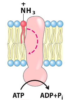 <p><strong>escribe el nombre de la enzima que cataliza el movimiento de los lípidos de membrana.</strong></p>