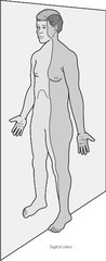 a vertical plane that divides the body into right and left parts