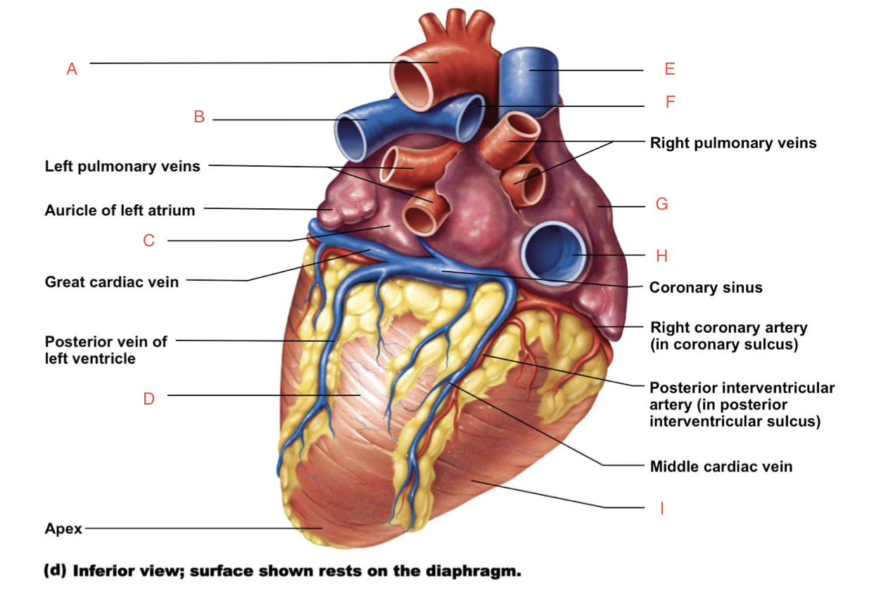 Anatomy lab quiz heart Flashcards Knowt
