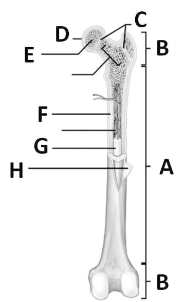 <p>Which part is the Periosteum</p>