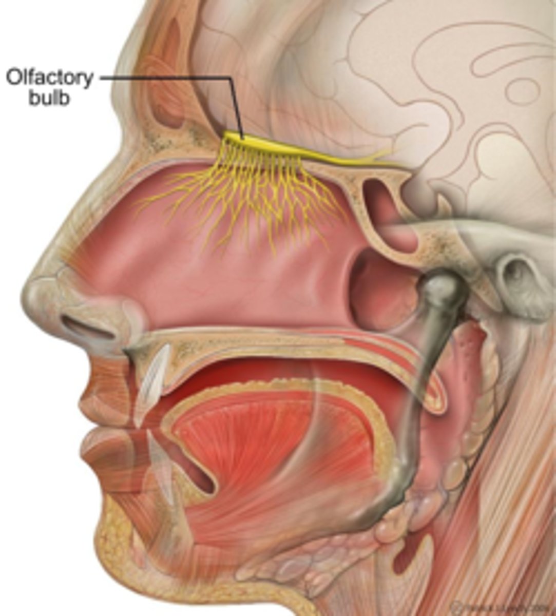 <p>Humans do not have an Accessory Olfactory Bulb. Without an Accessory Olfactory Bulb, pheromones cannot be processed by the brain as effectively as an animal that does have an accessory olfactory bulb (ex: a mouse).</p>
