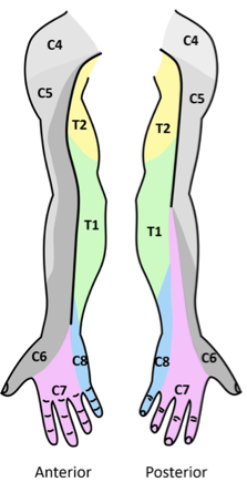 <p>concepts of innervation: skin</p>