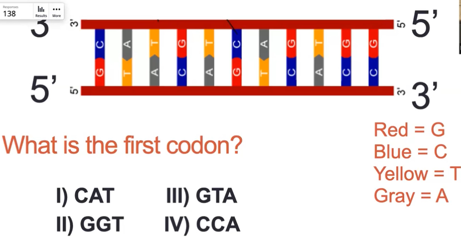 <p>what is the first codon</p>