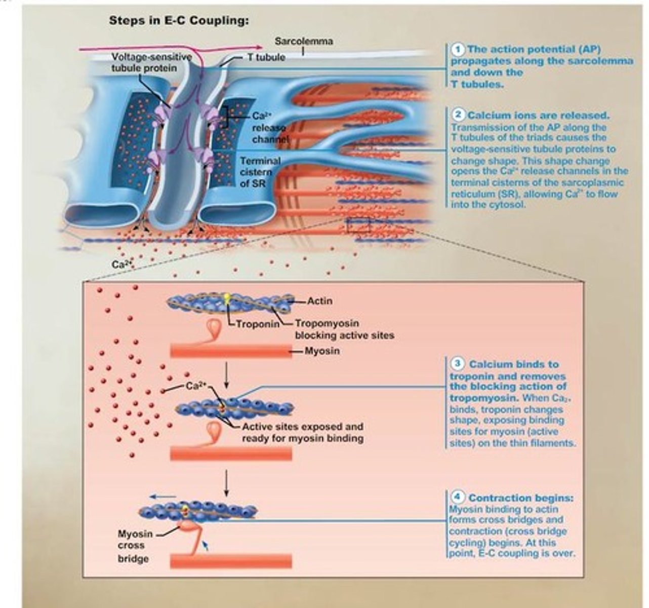 <p>They bind to troponin, causing tropomyosin to uncover myosin-binding sites on actin.</p>