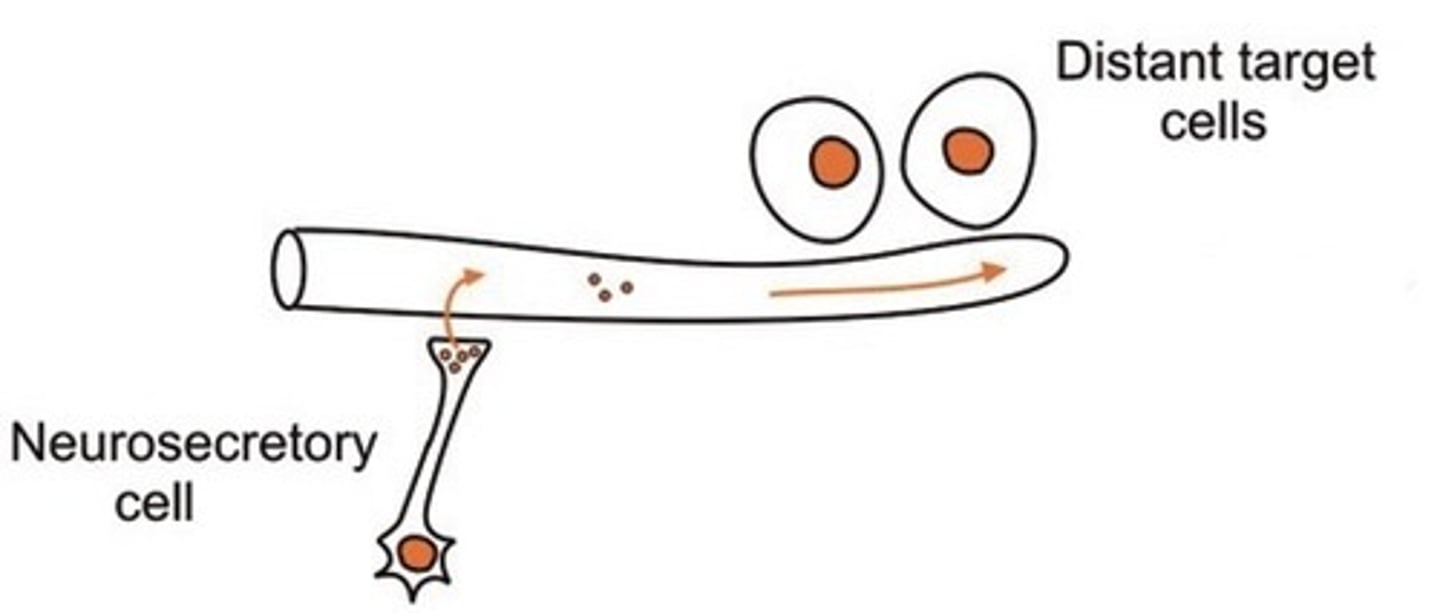 <p>same as endocrine, secreting cell us a neuron (releases hormones)</p>