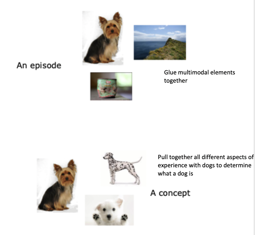 <ul><li><p>patient KC and studies of semantic dementia provide a double dissociation between episodic and semantic memory</p></li><li><p>hippocampus: encodes and recreates unique multimodal experiences of people.places/objects in events (i.e. episodic memory)</p></li><li><p>ATL: extraction of similarities between multimodal experiences to create concepts (i.e. semantic memory)</p></li><li><p><strong>separating memories vs merging them</strong></p></li></ul><p></p>