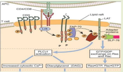 <p>CD4 (o CD8) está asociado a la quinasa Lck al activarse fosforila ZETA</p><p>EL CD3 tiene diferentes subunidades entre ellas la ZETA</p><p>La activación del CD3 activa quinasa ZAP-70</p><p>Activa la FOSFOLIPASA C (PLCy1)</p>
