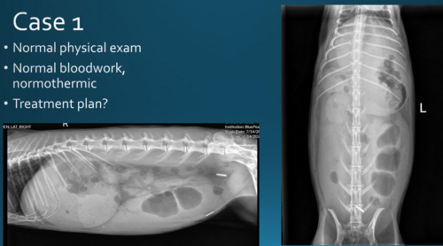 <p>What do you want to do for this rabbit, who has recently been spayed?</p>