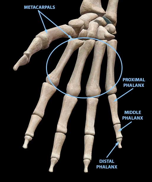 <p>finger or toe</p>