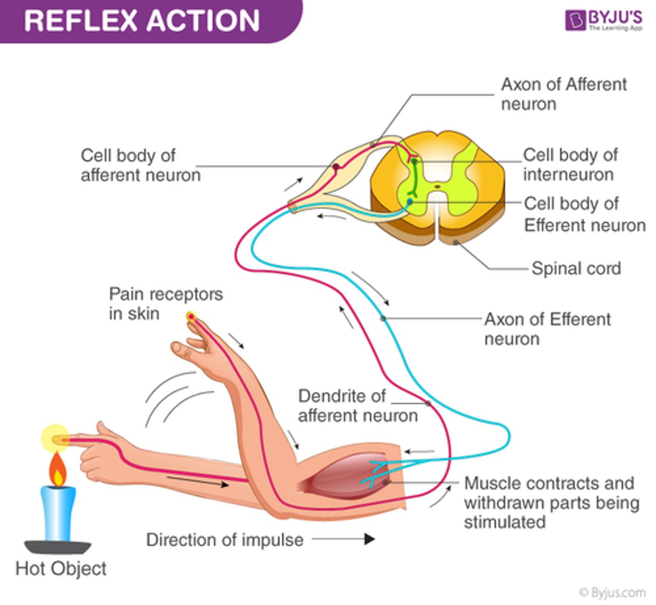 <p>-Rapid automatic, response to stimuli</p><p>-Stimulus always causes the same motor response</p><p>-Usually protective</p><p>-Involve 2 or more neurons</p>