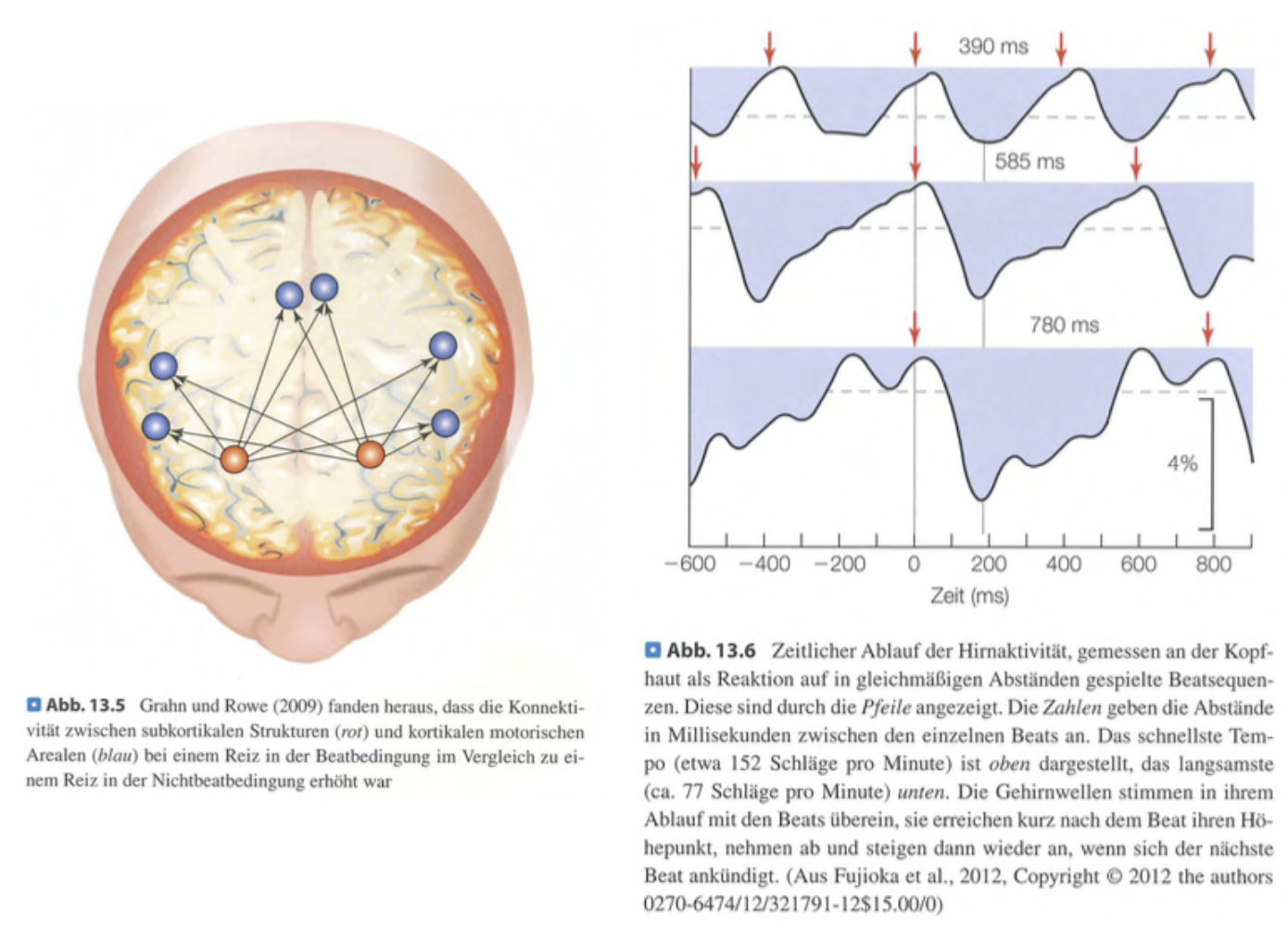 <p class=""><strong>Kurzversion:</strong><br>Der Beat ist ein universelles Merkmal von Musik, das eng mit Bewegung verbunden ist. Er aktiviert motorische Hirnareale wie die Basalganglien und den prämotorischen Kortex, selbst ohne Bewegung. Neurale Oszillationen synchronisieren sich mit dem Beat, was unsere Tendenz zum rhythmischen Mitbewegen erklärt.</p><div data-type="horizontalRule"><hr></div><p class=""><strong>Langversion:</strong></p><ul><li><p class=""><strong>Der Beat</strong> ist in allen Kulturen Bestandteil von Musik und kann unterschiedlich stark ausgeprägt sein. Er bildet die Grundlage für Rhythmus und Melodie und führt häufig zu spontanen Bewegungen wie Tanzen oder Klatschen.</p></li></ul><p class=""></p><ul><li><p class=""><strong>Neuronale Aktivierung durch Beat:</strong></p><ul><li><p class=""><em>Jessica Grahn & James Rowe</em> zeigten, dass Beats die <strong>Basalganglien</strong> stärker aktivieren als rhythmische Reize ohne klaren Beat.</p></li><li><p class="">Beats fördern die <strong>Verbindung zwischen subkortikalen Strukturen und motorischem Kortex</strong>, was die körperliche Reaktion auf Musik erklärt.</p></li></ul></li></ul><p class=""></p><ul><li><p class=""><strong>Bewegung ohne Bewegung:</strong></p><ul><li><p class=""><em>Joyce Chen et al.</em> fanden heraus, dass der <strong>prämotorische Kortex</strong> allein durch das Hören eines Beats aktiviert wird – Bewegung ist nicht notwendig.</p></li></ul></li></ul><p class=""></p><ul><li><p class=""><strong>Neuronale Oszillationen:</strong></p><ul><li><p class=""><em>Takako Fujioka et al.</em> zeigten, dass <strong>Gehirnwellen im Takt des Beats oszillieren</strong> – sie steigen beim Beat an und fallen dazwischen ab. Dies basiert auf Neuronen, die zeitlich abgestimmt feuern.</p></li></ul></li></ul><p class=""></p><p class=""><strong>Fazit:</strong> Diese Befunde machen deutlich, dass der menschliche Körper neurologisch auf Beats eingestellt ist. Musik wird nicht nur gehört, sondern auch <strong>körperlich erlebt</strong>.</p>