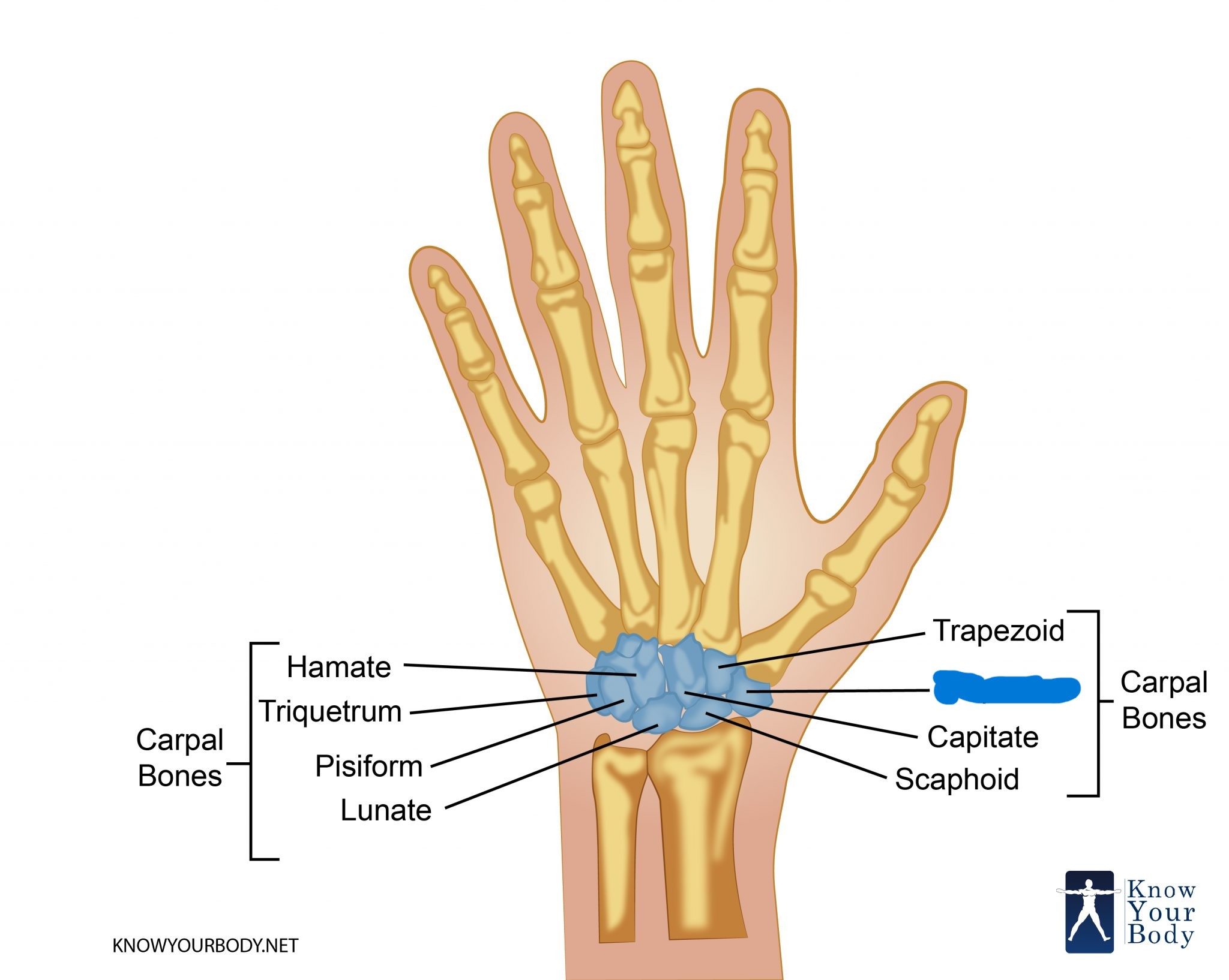 <p>Which carpal is this?</p>