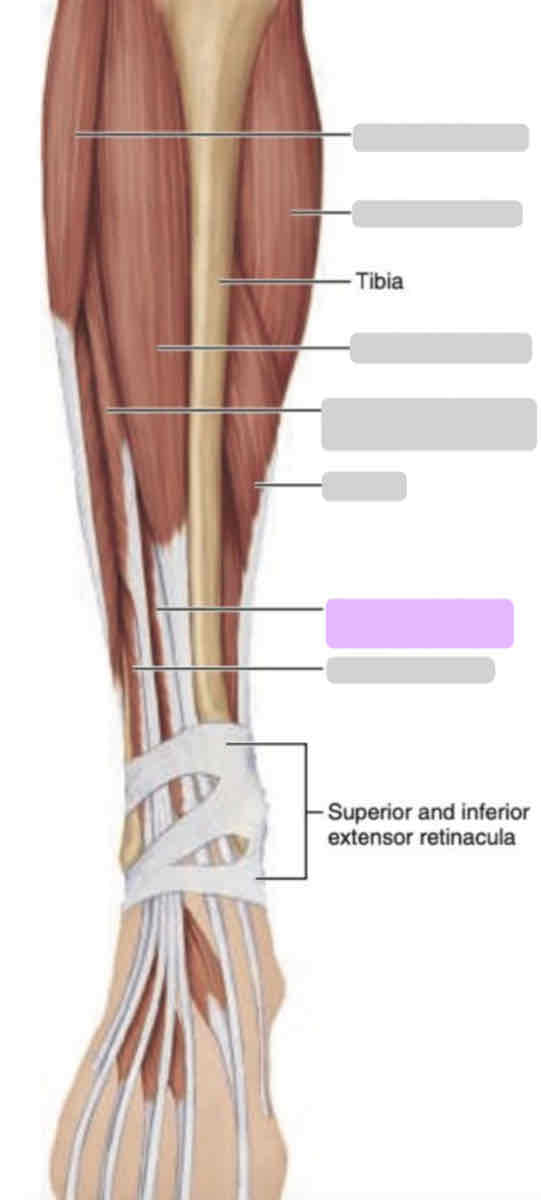 <p><span>Anterior leg (superficial)</span></p>