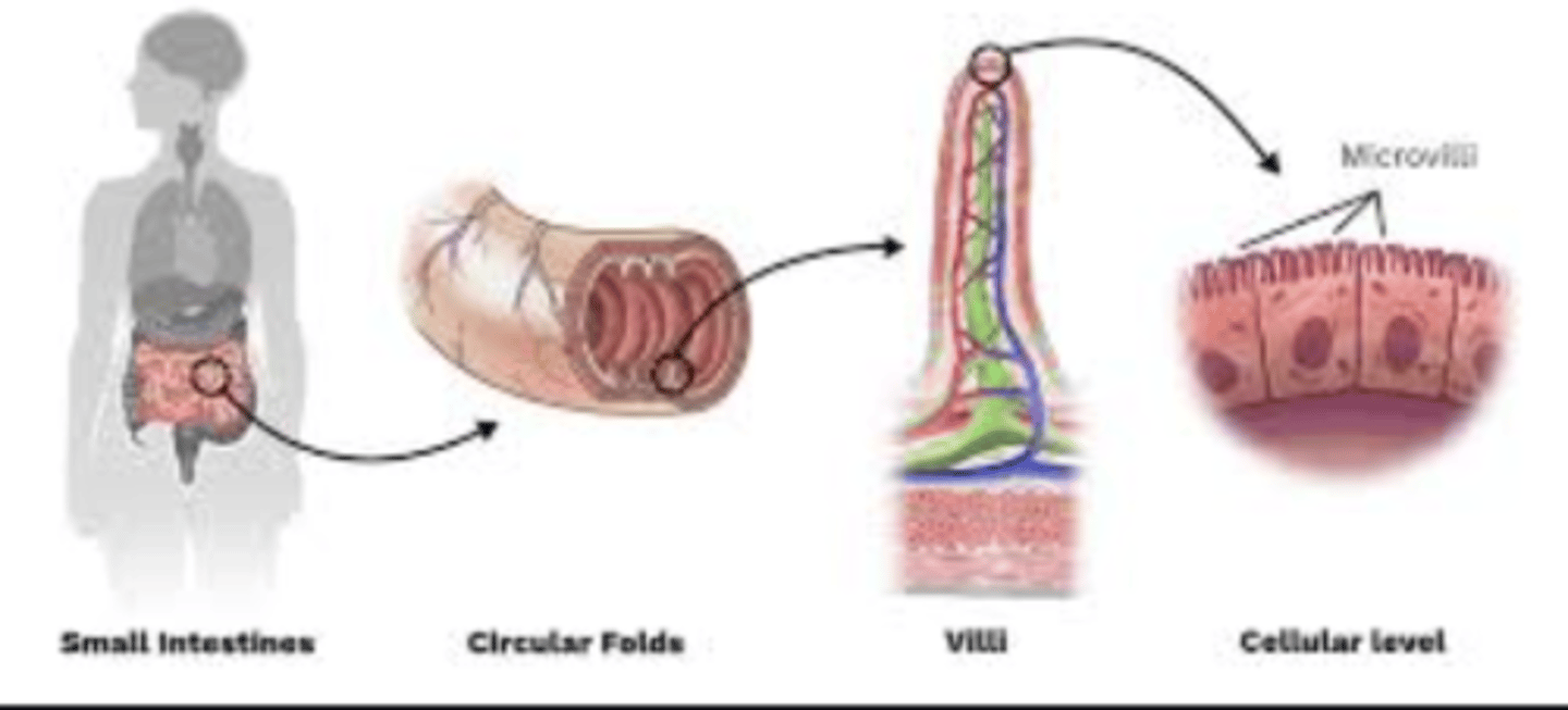 <p>Microvilli and villi</p>
