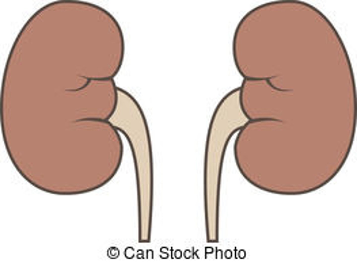 <p>Kidney</p>