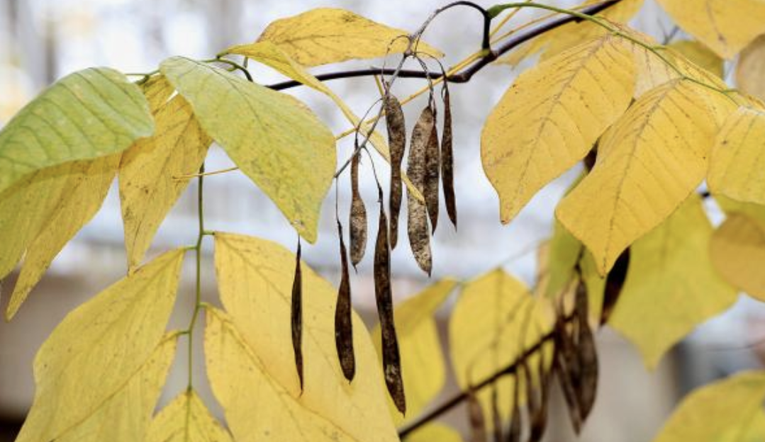 <p><em>Cladrastis kentukea</em></p><p>Fabaceae</p>