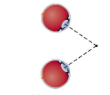 <p>inward movement of eyes when we focus on nearby objects (requires 2 eyes) </p>