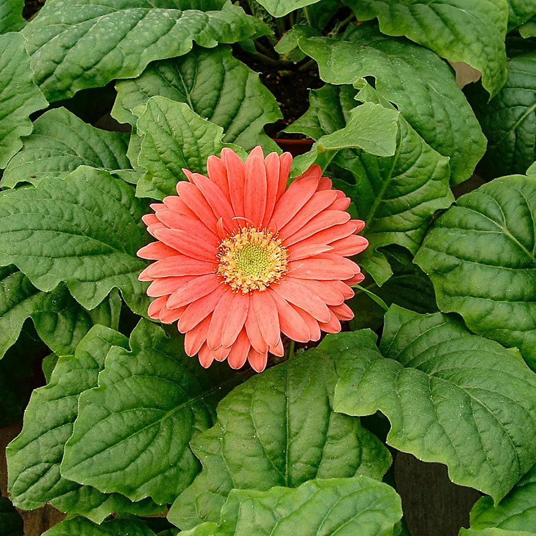 <p>Gerbera Daisy</p>