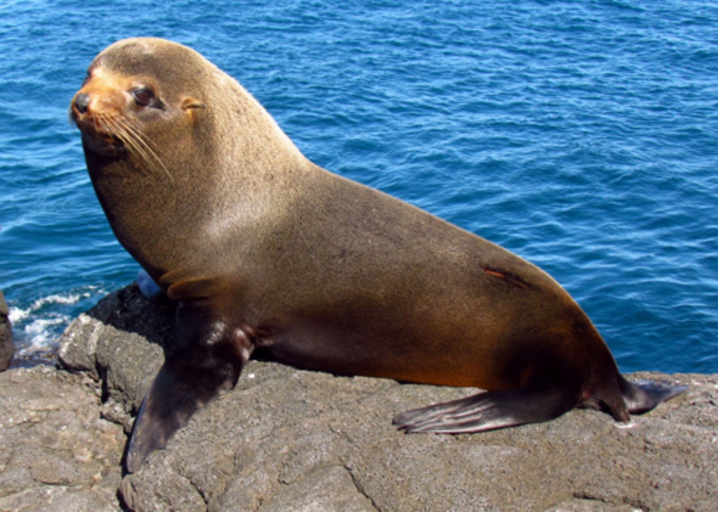 <p>Galapagos Fur Seal (11)</p>