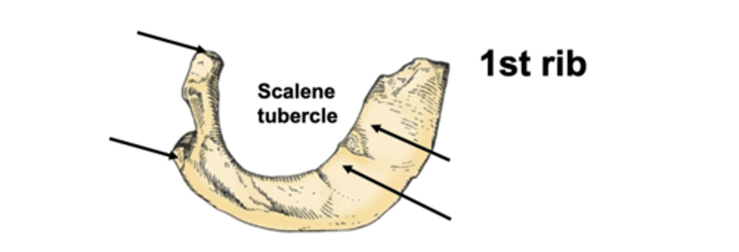 <p>Rib 1 is shorter and wider than other ribs. Has only one facet on head for articulation with corresponding vertebra and 2 grooves for subclavian vessels.</p><p>1. Facet on the head (articulate with vertebral body of corresponding vertebra).</p><p>2. Tubercle.</p><p>3. Below costal end, there are 2 grooves: for subclavian vein and for subclavian artery (these 2 structures pass through thoracic aperture). A tumour in this region can lead to compression of these vessels.</p><p>4. Scalene tubercle: in between the 2 grooves</p><p>5. The end of the rib articulates with its costal cartilage.</p>