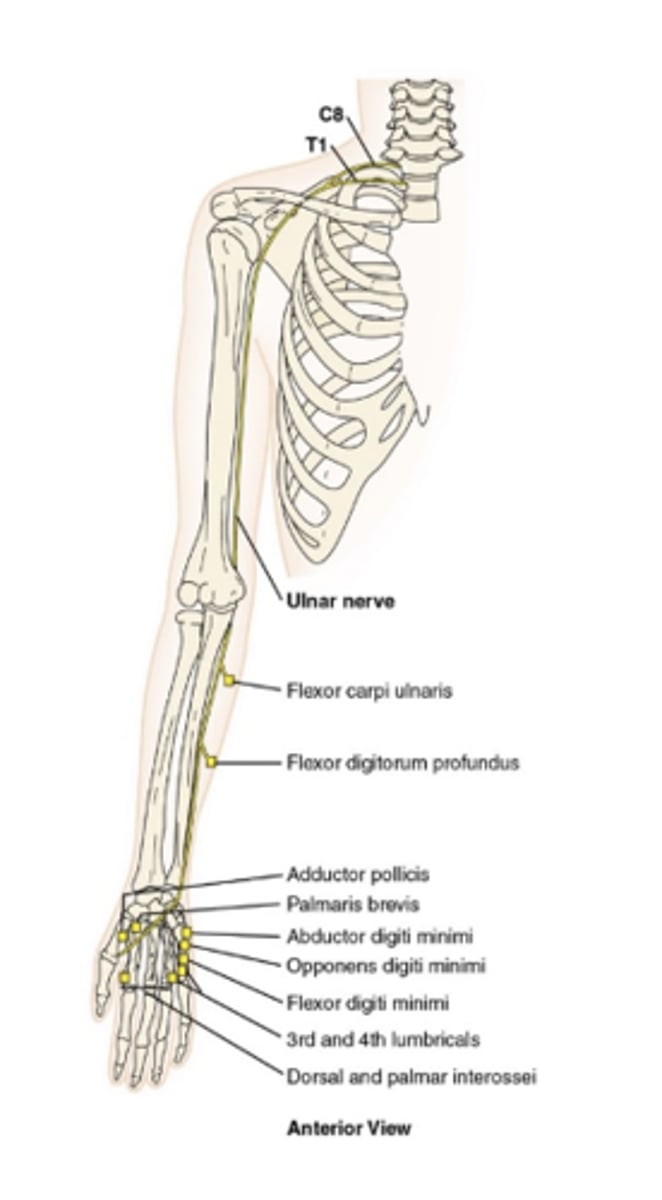 <ul><li><p>sensory-motor nerve that, with its branches, affects the little-finger side of the arm and palm of the hand</p></li><li><p>innervates muscles on the medial (ulnar) aspect of the wrist</p></li></ul><p></p>