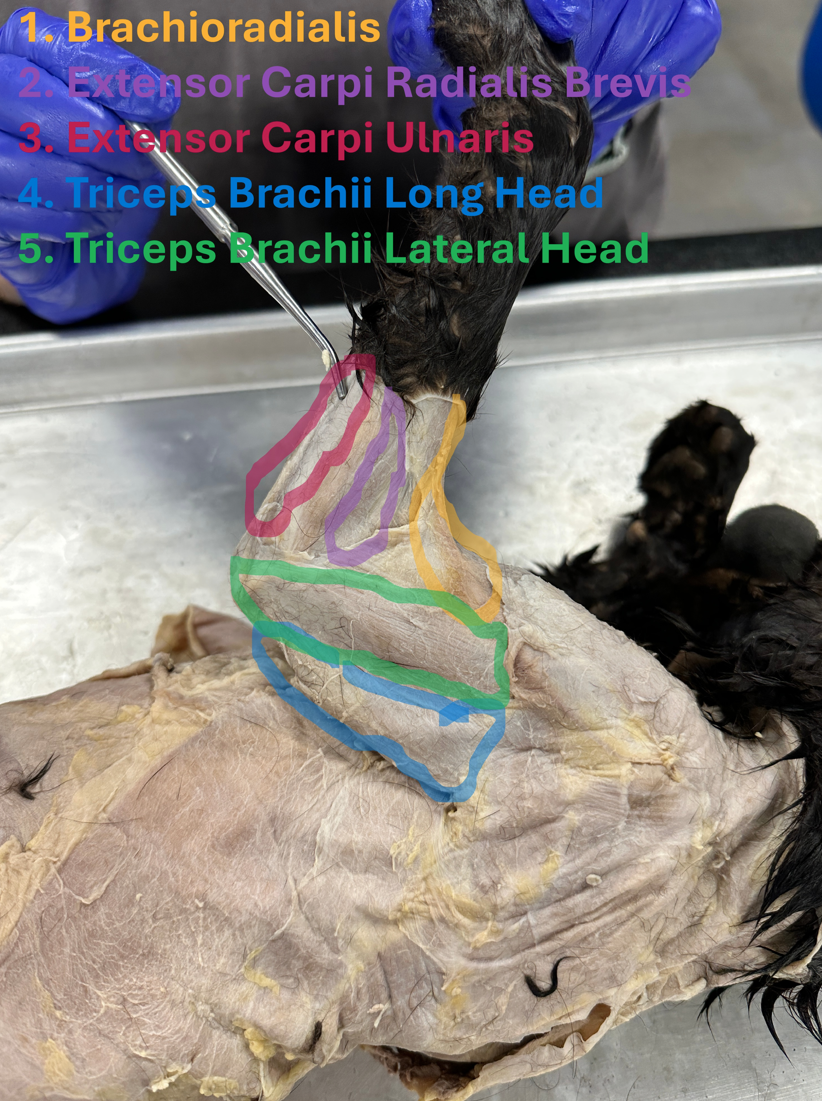 <p>Extensor carpi ulnaris (Posterior forelimb muscles)</p>