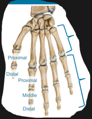 <ul><li><p>5 metacarpals join distal wrist row (meta = beyond)</p></li><li><p>14 phalanges (i.e., digits) join metacarpals</p><ul><li><p>3 phalanges per finger (proximal, middle, distal)</p></li><li><p>2 phalanges per thumb (proximal, distal)</p></li></ul></li></ul>