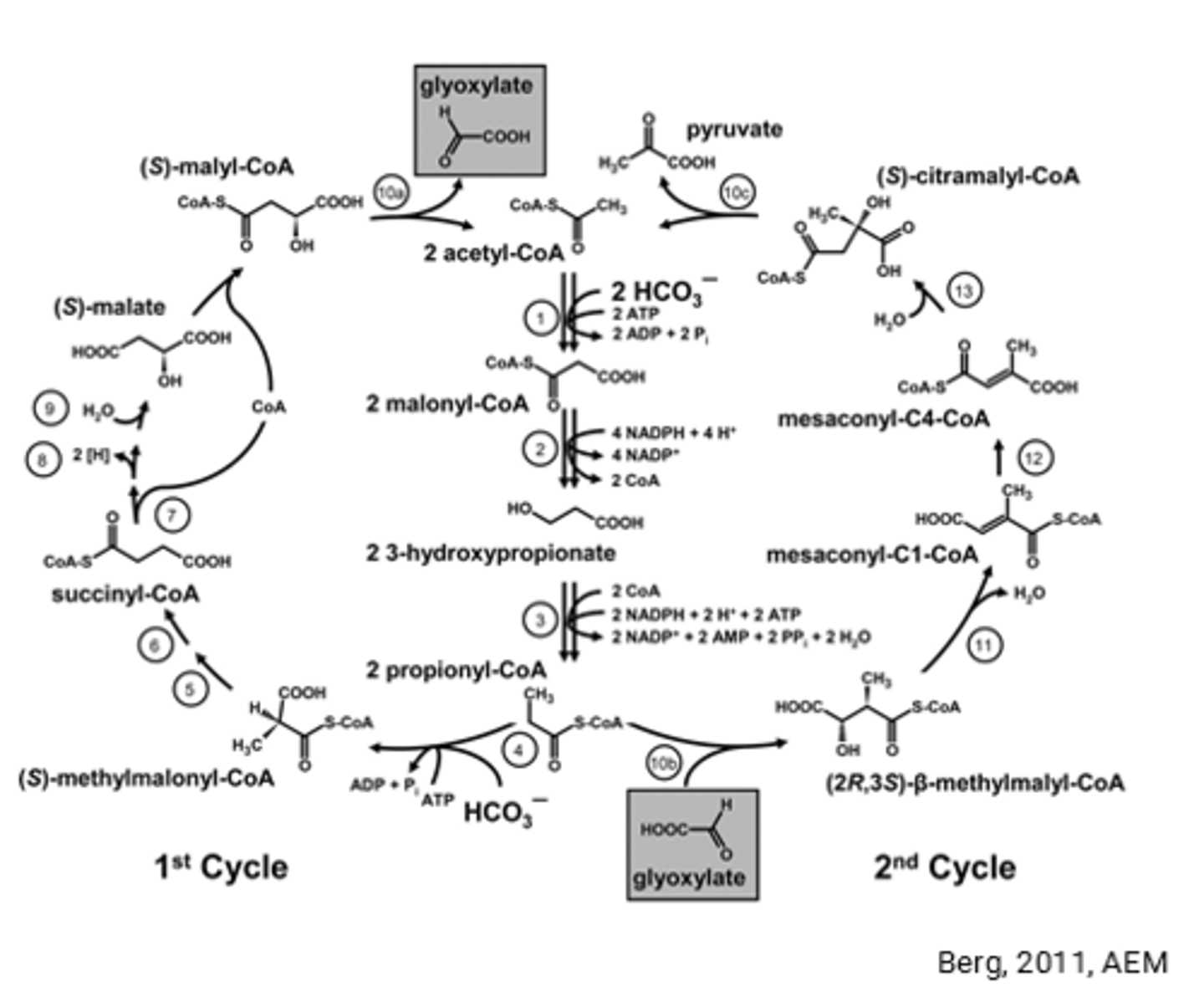 <p>3-HP Cycle</p>