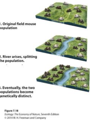 <ul><li><p>The evolution of a new species through the process of geographic isolation </p></li><li><p>Over time, populations become so different that, cannot interbreed, evolve into new speices</p></li></ul><p></p>