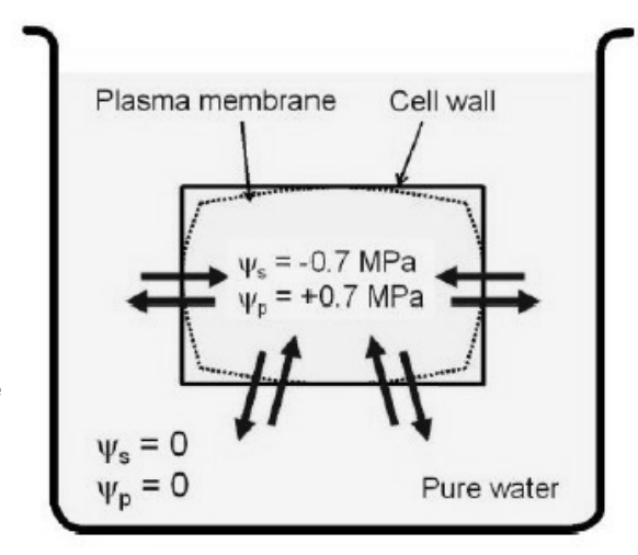 <p>→ Water potential: water moves fown gradient of free energy</p><ul><li><p>converted into pressure</p></li><li><p>always negative  (unless hot or under pressure)</p></li></ul><p>→ solute potential</p><ul><li><p>addition of solutes to pure water reduced delta G</p></li><li><p>water wraps themselves around hydration shell around ions</p></li><li><p>numerically equivalent to <strong>osmotic pressure +pi</strong></p></li></ul><p>→ Hydrostatic or turgor pressure</p><ul><li><p>positive tugour exerted within cells</p></li><li><p>to provide rigidity</p></li><li><p>difference between water and solute potential</p></li></ul><p></p>
