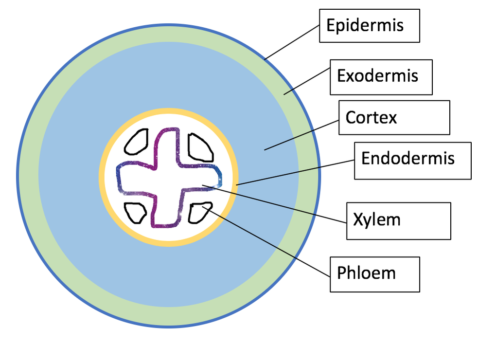 <p>outer layer of ground tissue between outer skin (epidermis) and vascular tissue (xylem and phloem) </p>