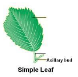 <ul><li><p>1 leaf blade</p></li><li><p>Joined by it&apos;s stalk to the woody stem</p></li></ul>