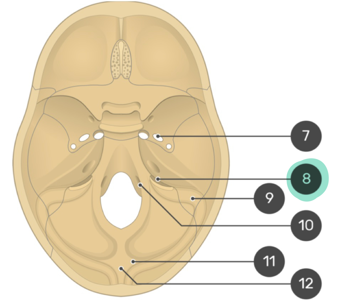<p>Between temporal and occipital bones, entry of cranial nerves glossopharyngeal (IX), vagus (X), accessory (XI)</p>