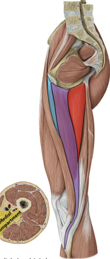 <p>Gracilis — Medial thigh (purple) </p><p></p>