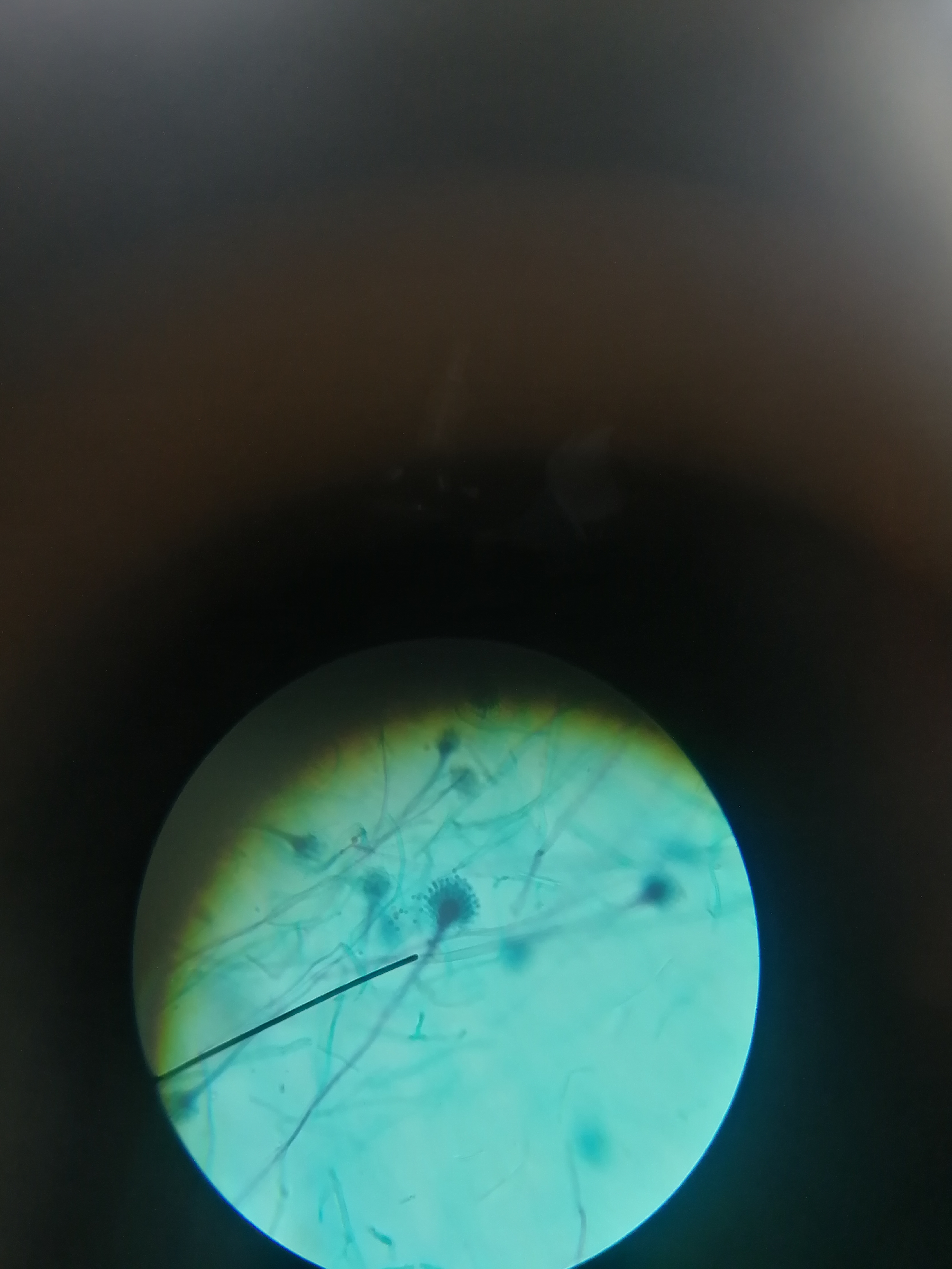 what specimen and what division