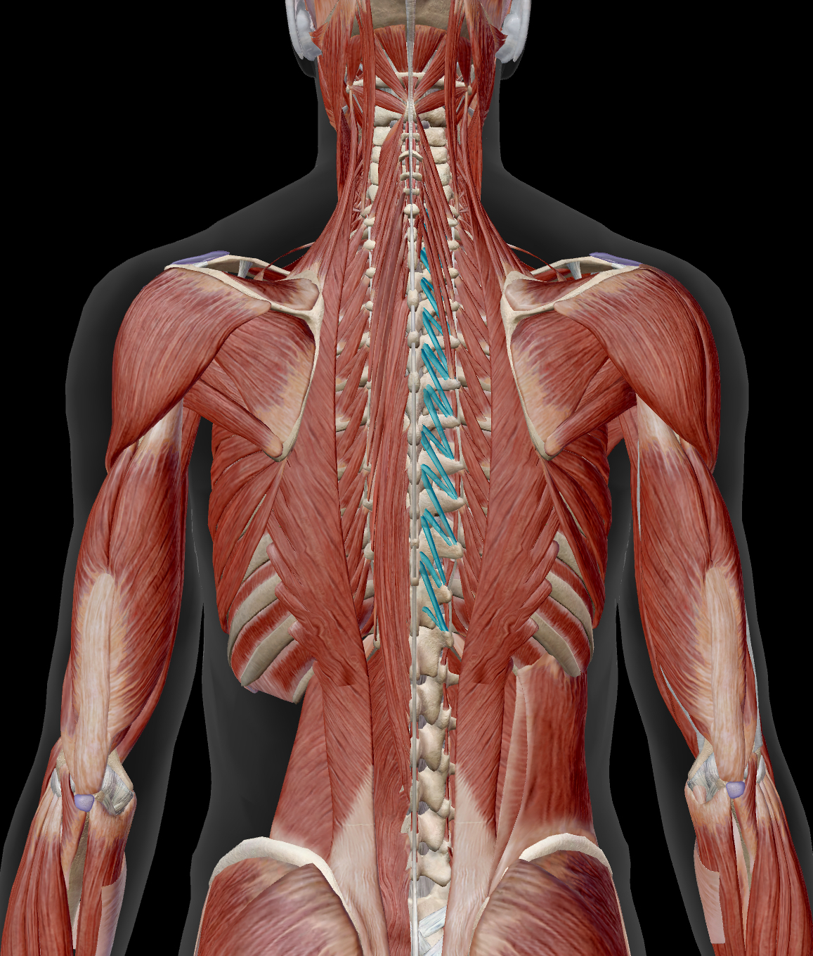 <p>Rotatores</p><p>Origin: Transverse Processes of all vertebrae</p><p>Insertion: Spinous process of vertebra superior to the one of the origin</p><p>Action: <strong>Together</strong>: Extend vertebral column <strong>Singly</strong>: Rotate Vertebral column to the opposite side</p><p>Innervation: Spinal Nerves</p>