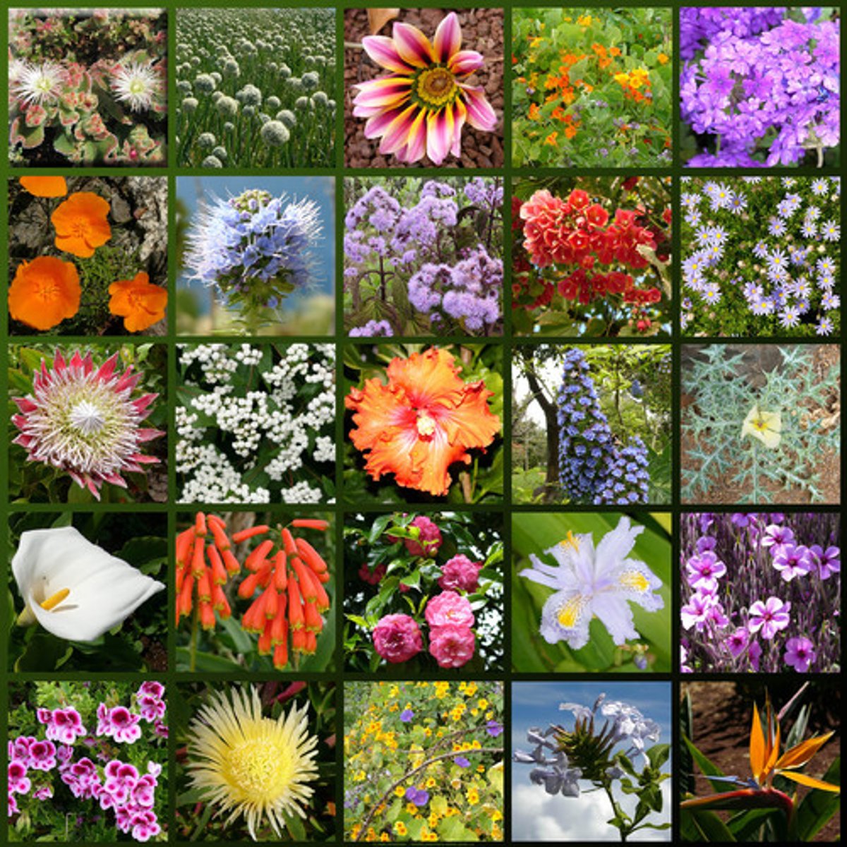 <p>Any plant that has flowers and produces seeds enclosed within a carpel</p>