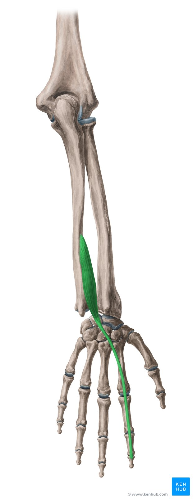 term image