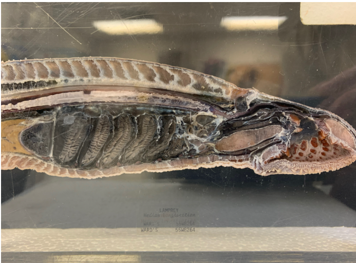 <p>Which is the correct <strong>phylum</strong> for this specimen?</p>