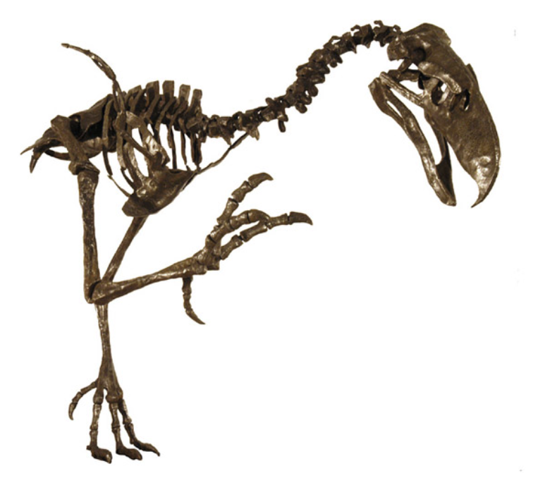 <p>Genus</p>